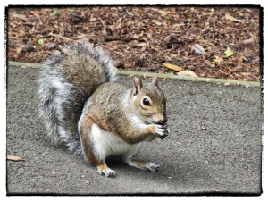 Make sure you get my good side! Squirrel experienced in posing for the camera, Terrace Gardens, Richmond. Copyright L Debnam, 2013