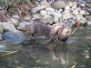 The pair of otters in an intimate moment at the London Wetland Centre 2014