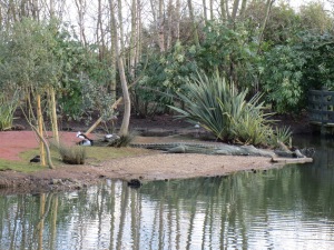 Kakadu Wetland, London Wetland Centre 2014