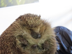 Alfie the Hedgehog at the London Wetland Centre Feb 2014